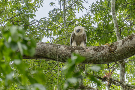 Harpy eagle (Harpia harpyja), Captive animal, Panama Central America Venezuela.