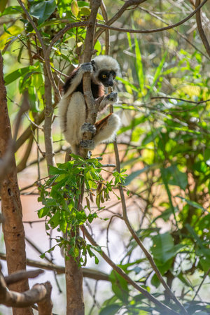 Black and White Ruffed Lemur - Varecia variegata, Madagascar. Beautiful primate. Critically...