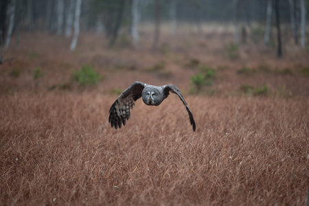 Ural owl (Strix uralensis) is a medium-sized nocturnal owl of the genus Strix, with up to 15...
