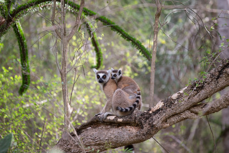 Africa, Madagascar, Anosy, Berenty Reserve. Ring-tailed lemur, Lemur catta. Portrait of a female and...