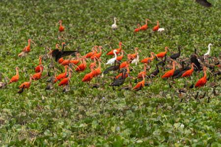 a flock of red ibis on the Venezuela River.