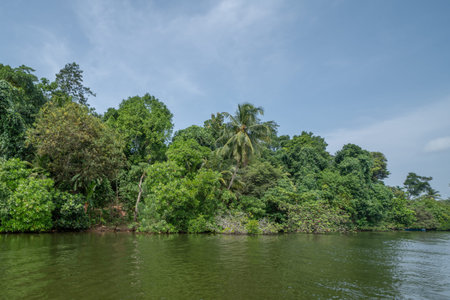 Canal in the national park of Tortuguero with its tropical rainforest along the Caribbean Coast of Costa Rica, Central America.の写真素材