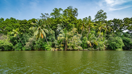 Canal in the national park of Tortuguero with its tropical rainforest along the Caribbean Coast of Costa Rica, Central America.の写真素材