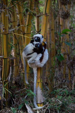 Africa, Madagascar, Anosy, Berenty Reserve. Ring-tailed lemur, Lemur catta. Portrait of a female and...