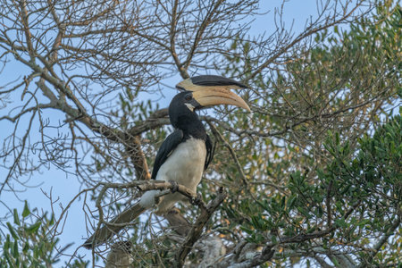 An order of birds that includes four families formerly classified as Coraciiformes.