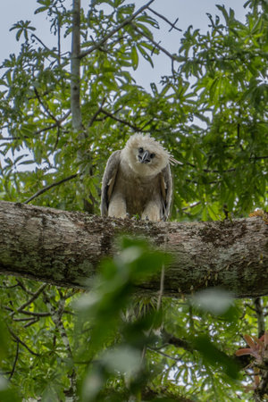 Harpy eagle (Harpia harpyja), Captive animal, Panama Central America Venezuela.