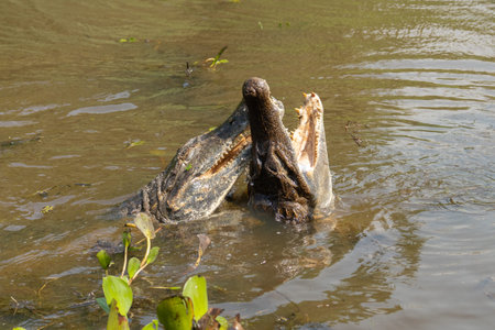 Black kajman Melanosuchus niger south americaの写真素材