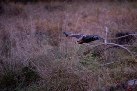 Birds of prey - Common Buzzard (Buteo buteo)の写真素材