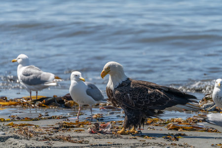 The bald eagle (Haliaeetus leucocephalus) is a large bird of prey that lives in North America. It is...