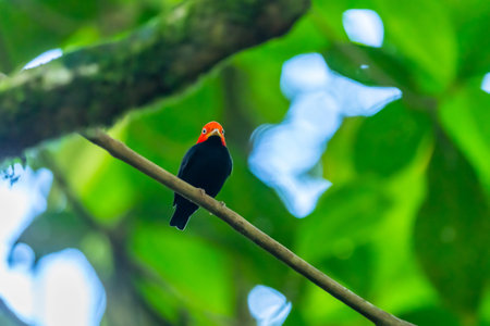 Red-capped Manakin, Pipra mentalis, rare bizar bird, Nelize, Central America. Wildlife scene from...