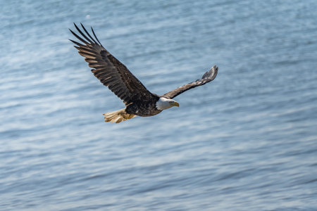 Adult Bald Eagle in flight over the Pacific Ocean.  Vancouver BC Canada