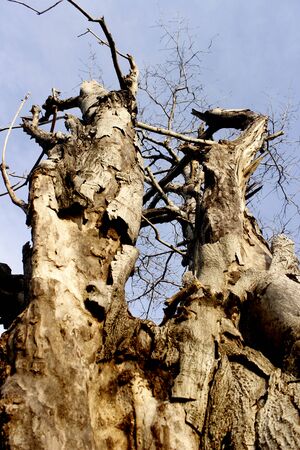 dead treesの写真素材