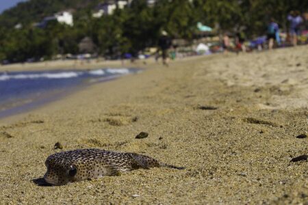 Blowfish at the oceanside