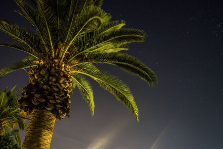 palm tree in the night with starsの写真素材