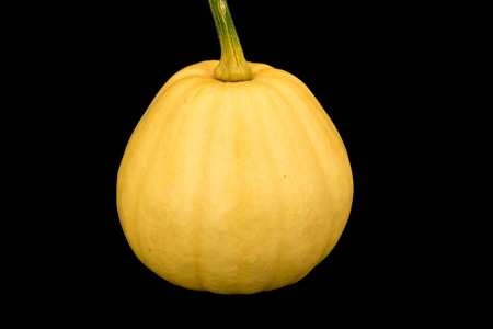 yellow pumpkin isolated on black backgroundの写真素材