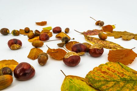 leaves and chestnuts and acorns isolated on white backgroundの写真素材