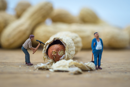 Creative concept with miniature people. Workers chopping nuts. Little people break peanuts.の写真素材