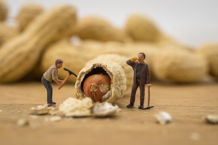 Creative concept with miniature people. Workers chopping nuts. Little people break peanuts.
