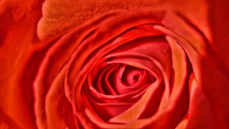 Red rose from close-upの写真素材