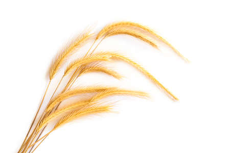 Wheat ears on white backgroundの写真素材