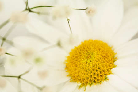 Daisy flower close upの写真素材