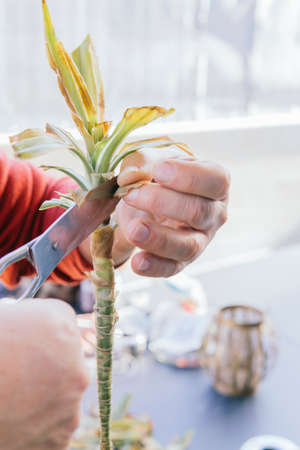 Man in his 50s doing gardening work. He is manually pruning a green plant with scissors. He has gray hair and wears glasses.の写真素材
