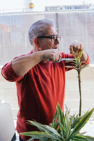 Man in his 50s doing gardening work. He is manually pruning a green plant with scissors. He has gray hair and wears glasses.の写真素材
