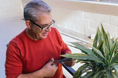 Man in his 50s doing gardening work. He is manually pruning a green plant with scissors. He has gray hair and wears glasses.の写真素材