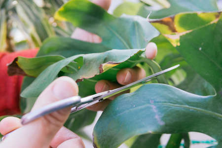 Man in his 50s doing gardening work. He is manually pruning a green plant with scissors. He has gray hair and wears glasses.の写真素材