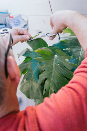 Man in his 50s doing gardening work. He is manually pruning a green plant with scissors. He has gray hair and wears glasses.の写真素材