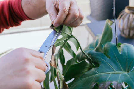 Man in his 50s doing gardening work. He is manually pruning a green plant with scissors. He has gray...