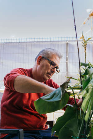 Man in his 50s doing gardening work. He is manually pruning a green plant with scissors. He has gray hair and wears glasses.の写真素材