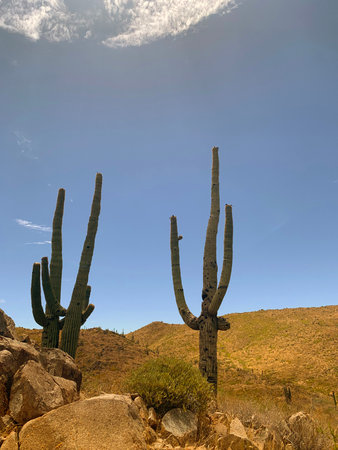 You'll find these beauties only in Arizona. Look but don't touch!