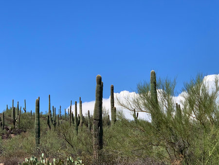 I can only pass a few of these before I have to stop and snap! Arizona is the only state in the US where these endangered Saguaro cacti grow.の写真素材