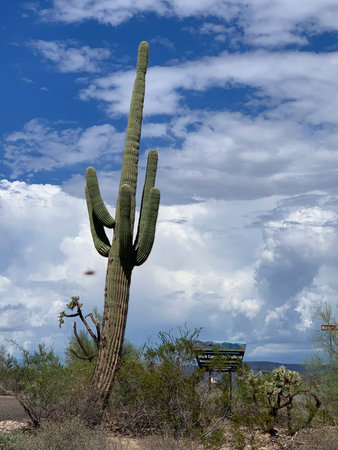 An especially majestic saguaro at Black Canyon City Trailhead.の写真素材