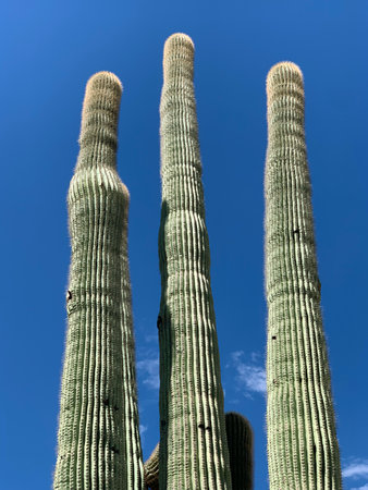 What a thrill to see thriving Saguaro cacti. Arizona is the only state in the US where they grow.の写真素材