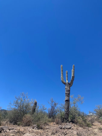 You'll find these beauties only in Arizona. Look but don't touch!の写真素材