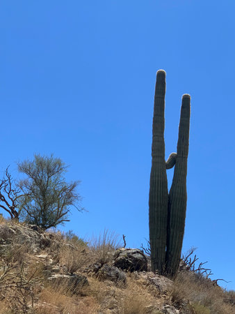 You'll find these beauties only in Arizona. Look but don't touch!の写真素材