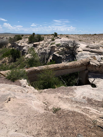 An entire petrified tree with structural protection can be explored up close. Petrified Forest, Arizona 2022の写真素材