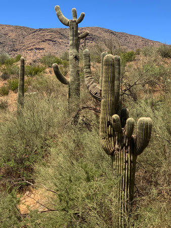 You'll find these endangered beauties only in Arizona.の写真素材