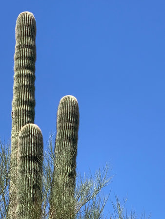 What a thrill to see thriving Saguaro cacti. Arizona is the only state in the US where they grow.の写真素材