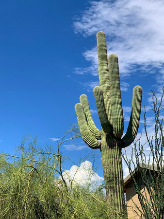 I can only pass a few of these before I have to stop and snap! Arizona is the only state in the US where these endangered Saguaro cacti grow.の写真素材