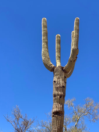 You'll find these endangered beauties only in Arizona.の写真素材