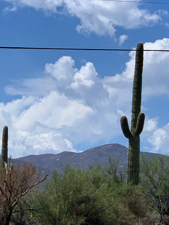 Arizona is the only state in the US where these endangered Saguaro cacti grow.の写真素材