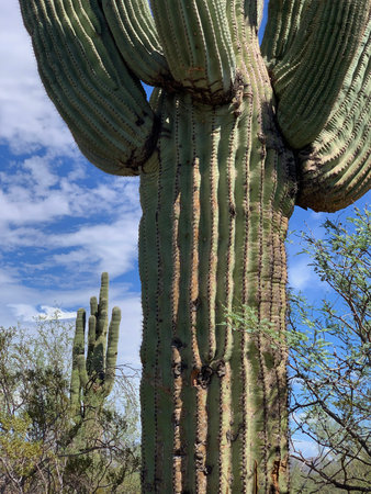 Arizona is the only state in America where you'll find these majestic saguaro cacti. They're ancient and larger-than-life. See them while you can. 2022の写真素材