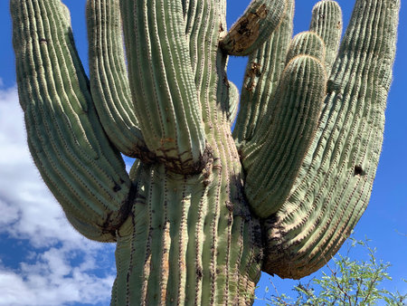 Arizona is the only state in America where you'll find these majestic saguaro cacti. They're ancient, and larger-than-life. See them while you can. 2022の写真素材