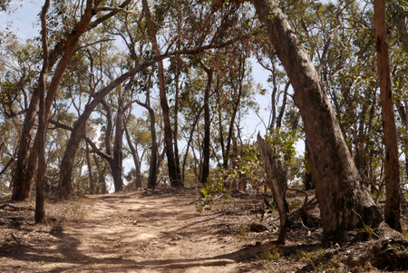 A New Year's Day Hike brought this curious natural phenomenon.の写真素材