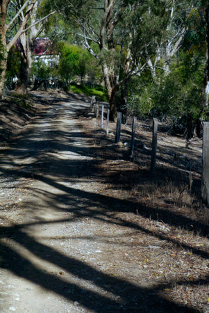 A small cottage and green oasis welcomes guests via dramatically lit driveway.の写真素材