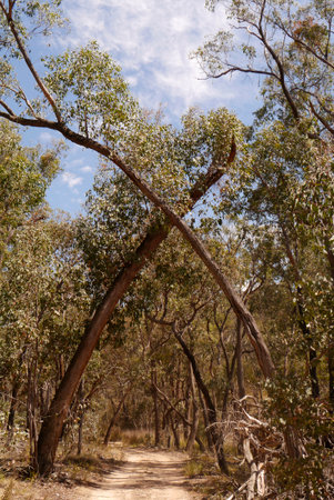 A New Year's Day Hike brought this curious natural phenomenon.の写真素材