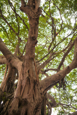 A sprawling old Banyon tree in Hong Kong.の写真素材